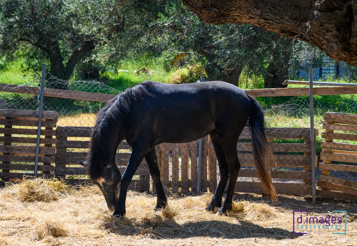 φωτογράφιση παραδοσιακού ξενοδοχείου Semantron Traditional Village,